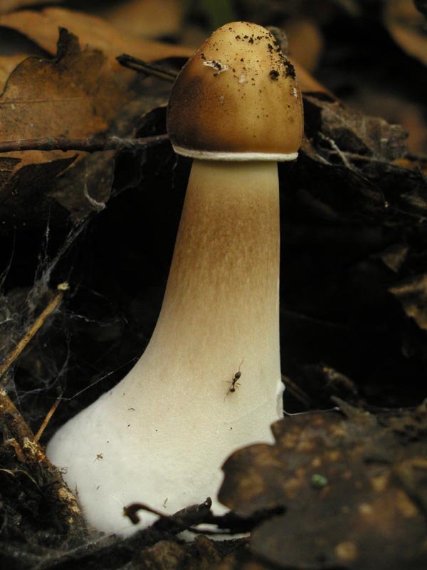 Macrolepiota procera Coprinus plicatilis Lycoperdon mammifor